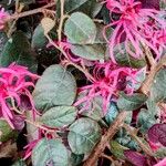 Loropetalum chinense List