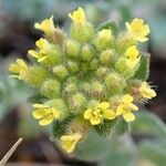 Alyssum alyssoides फूल