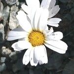 Leucanthemopsis alpina 花