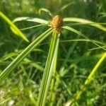 Cyperus aromaticus Folio