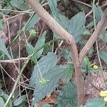 Pavonia sepium Owoc