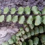 Asplenium trichomanes Φύλλο