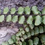 Asplenium trichomanes Blad