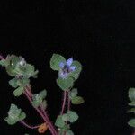 Cyananthus hookeri Yeri