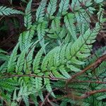 Polystichum luctuosum برگ