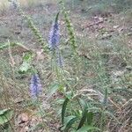 Veronica spicata 花