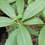 Illicium floridanum Blatt