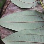Miconia fragilis Лист