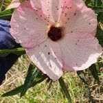 Hibiscus heterophyllus 花