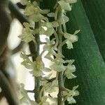 Rhipidoglossum rutilum Flower