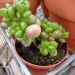 Sedum hernandezii Foglia