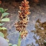 Carex otrubae Kukka