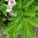 Rosa multifloraFolla