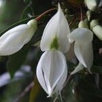 Arthroclianthus angustifolius Kvet