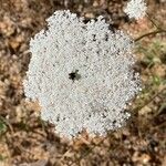 Daucus carotaLorea