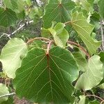 Ficus abutilifolia Blatt