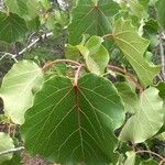 Ficus abutilifolia पत्ता