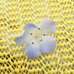 Nemophila phacelioides Цвят