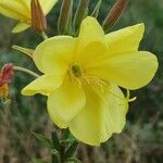 Oenothera biennisBlomst