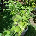 Coleus hadiensis葉