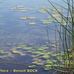 Nuphar pumila Plante entière