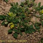 Medicago monspeliaca Habit