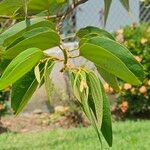 Bauhinia ungulata Leaf