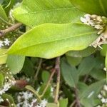 Acokanthera oblongifolia Leaf