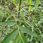 Bambusa vulgaris 葉