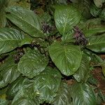 Tacca chantrieri Habit