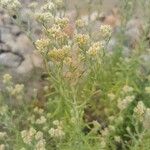 Pseudognaphalium undulatum Floro