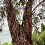 Eucalyptus leucoxylon Bark