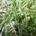 Hypochaeris robertia Hoja