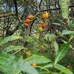 Solanum aviculare Φρούτο