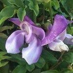 Vigna speciosa Lorea