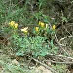 Linum campanulatum Habit