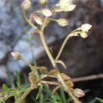 Sedum monregalense Drugo