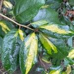 Elaeagnus pungens Leaf