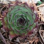 Sempervivum tectorum 叶