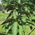 Clerodendrum quadriloculare পাতা