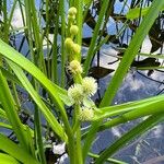 Sparganium americanum Blodyn