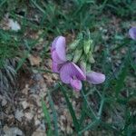 Lathyrus niger Blomma