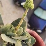 Crassula cotyledonis Leaf