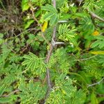 Vachellia tortuosa Koor