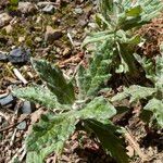 Eriophyllum lanatum Blatt