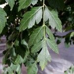 Koelreuteria paniculata पत्ता