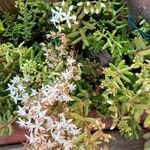 Sedum albumFlor