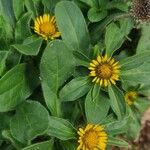 Asteriscus aquaticus Flower