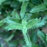 Veronica teucrium Листок