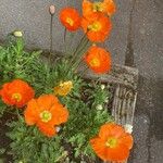 Papaver croceumFlower